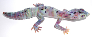 Gecko