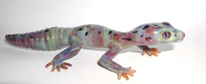 Gecko