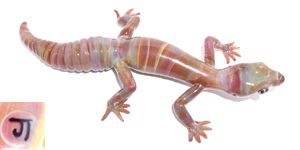 Gecko